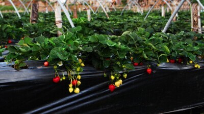 strawberry-1994378.jpg?1678868885916